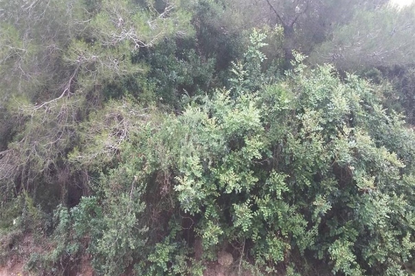 plot in Benitachell