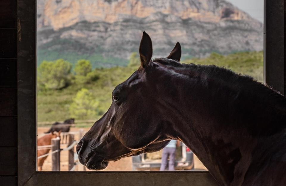 Vall de Cavall Gata - Restaurant & Livery Yard