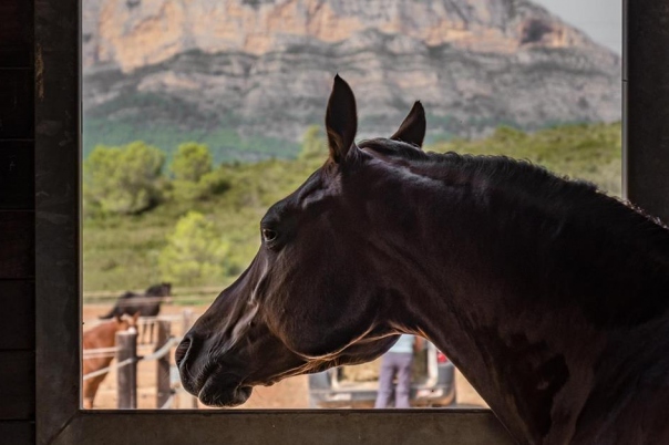 Vall de Cavall Gata - Restaurant & Livery Yard