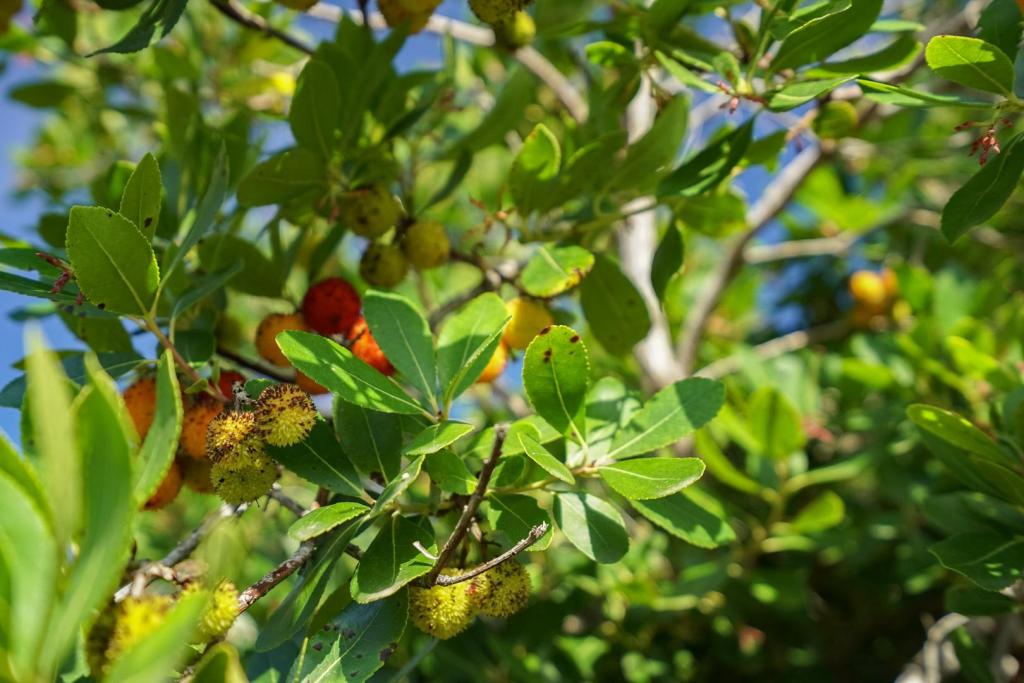 3 bed plot in Jávea