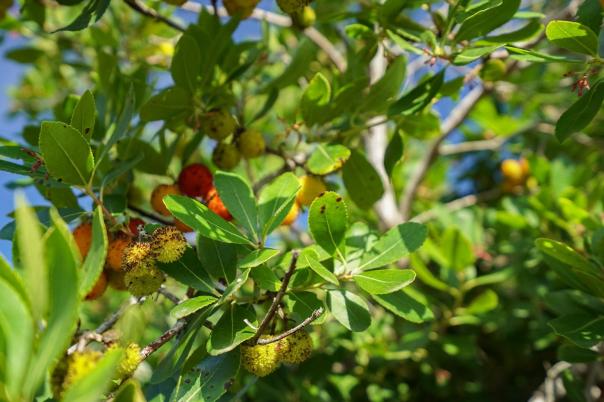 3 bed plot in Jávea