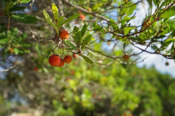 3 bed plot in Jávea