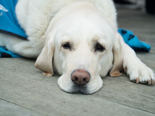 Vets in Javea - Guide to Treatments
