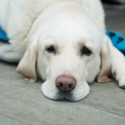 Vets in Javea - Guide to Treatments