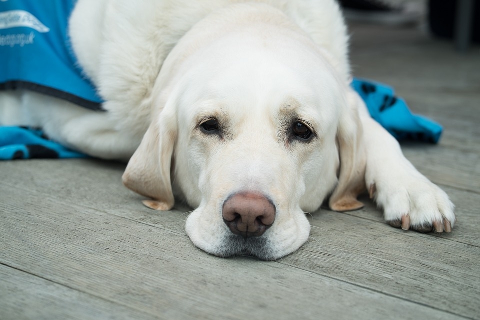 Vets in Javea - Guide to Treatments