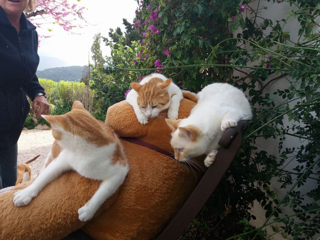 Casa Antigua - Dog Kennels & Cattery Costa Blanca