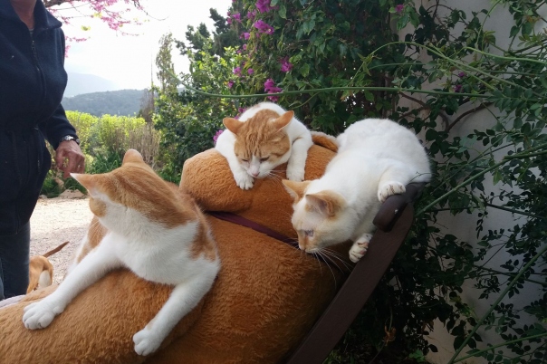 Casa Antigua - Dog Kennels & Cattery Costa Blanca