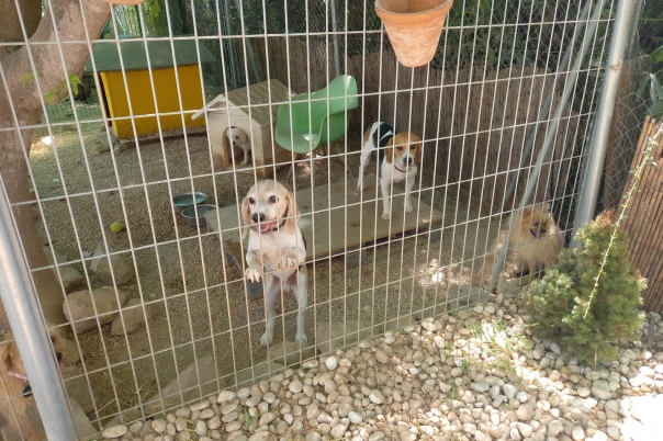 Casa Antigua - Dog Kennels & Cattery Costa Blanca