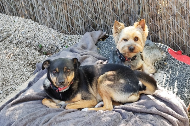Casa Antigua - Dog Kennels & Cattery Costa Blanca