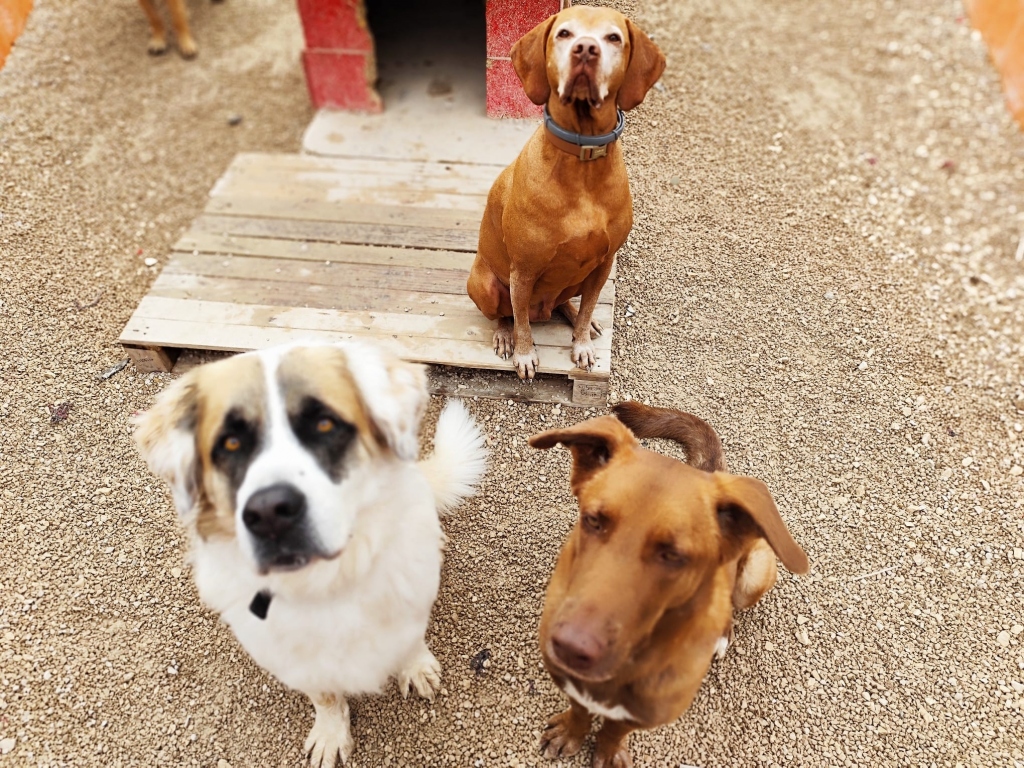 Casa Antigua - Dog Kennels & Cattery Costa Blanca