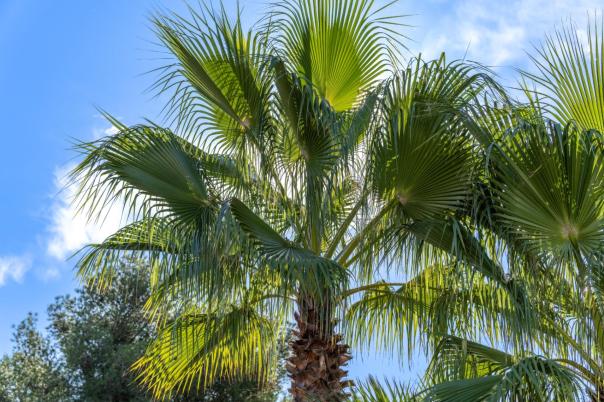 3 bed villa in Javea