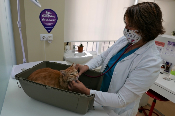 Clinica Veterinaria Dra. Mª Carmen Garcia - Vet in Javea