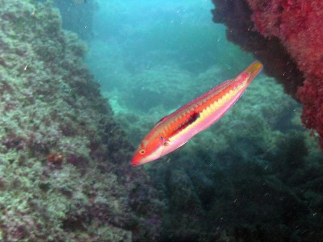 Scuba Moraira - Dive Centre on the Costa Blanca