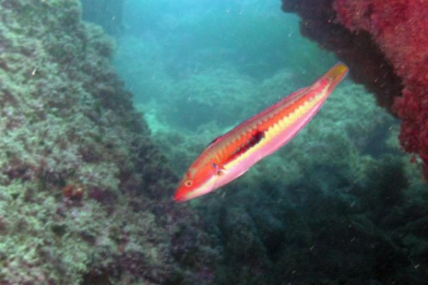 Scuba Moraira - Dive Centre on the Costa Blanca