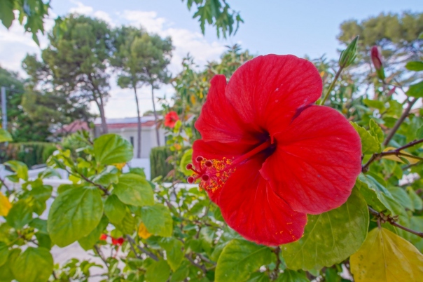 6 bed villa in Denia
