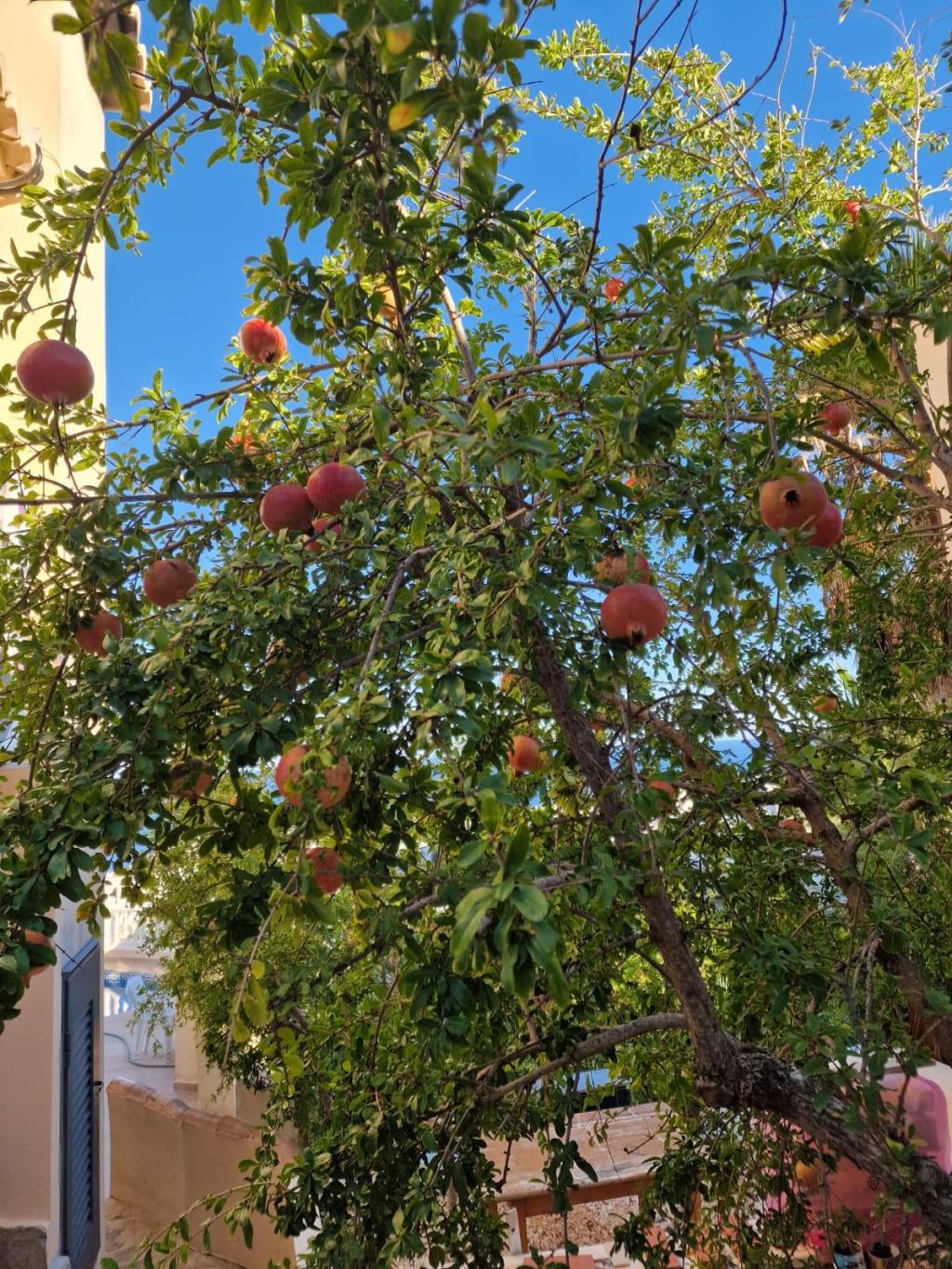 5 bed villas in Benitachell / El Poble Nou de Benitatxell