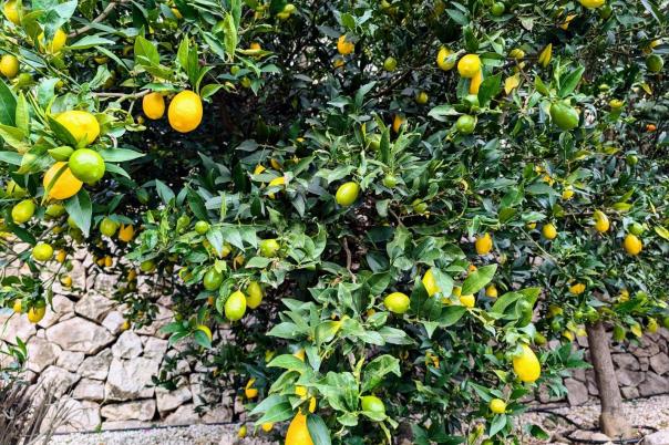 4 bed villa in Benissa