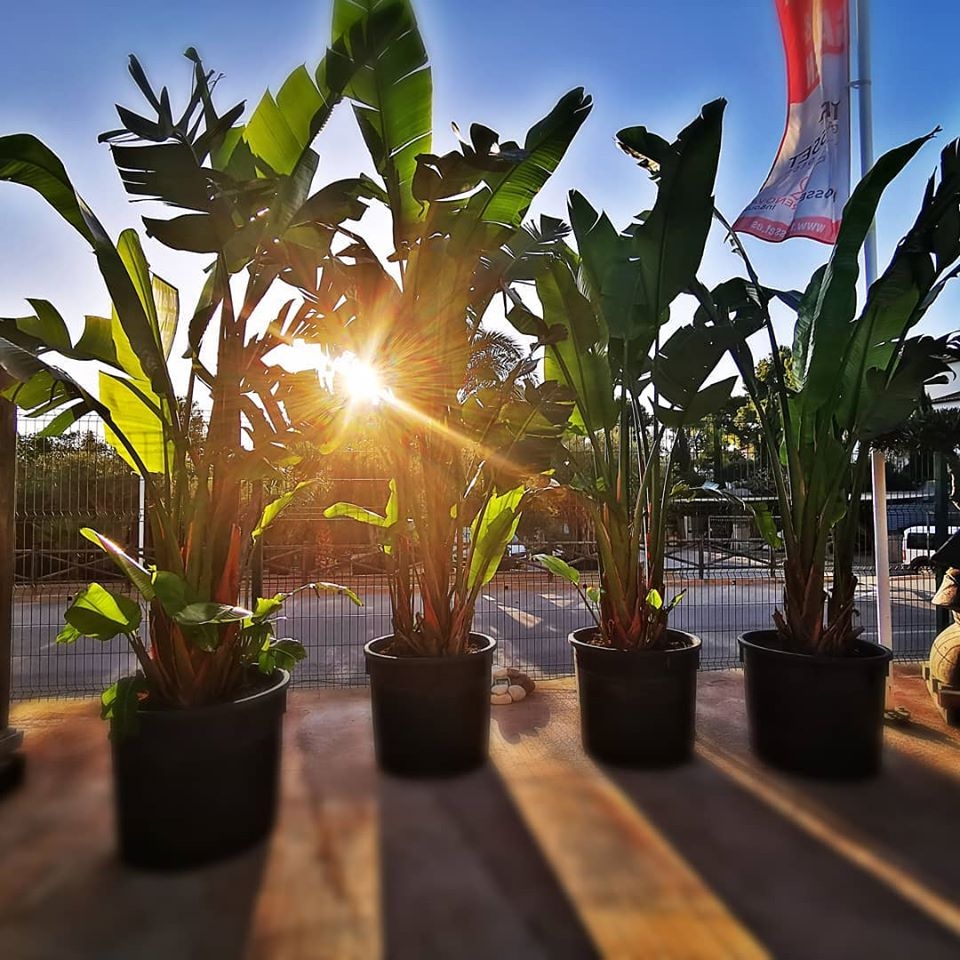 IDEAS AND INSPIRATION for your HOME AND GARDEN from Trosset Renova