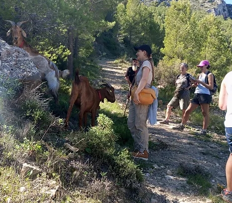 Euro Goat Trekkers - Guided walks with Goats on the Costa Blanca