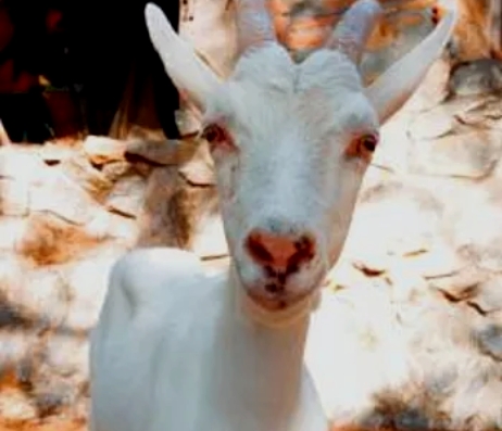 Euro Goat Trekkers - Guided walks with Goats on the Costa Blanca